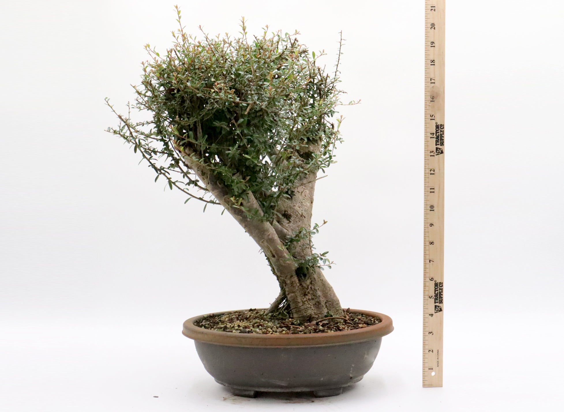 Neea Buxifolia Pre-Bonsai in a Training Container