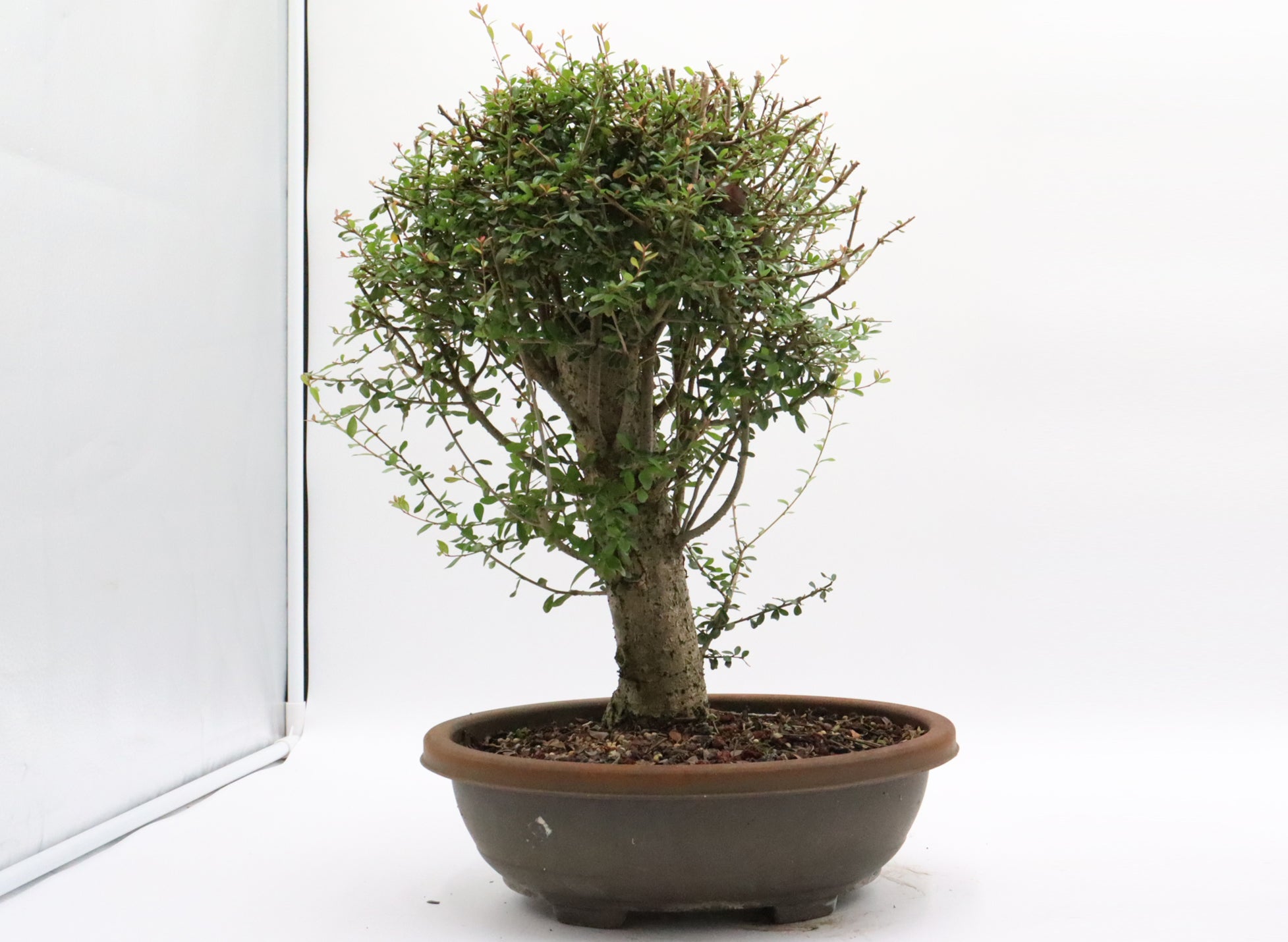 Neea Buxifolia Pre-Bonsai in a Training Container