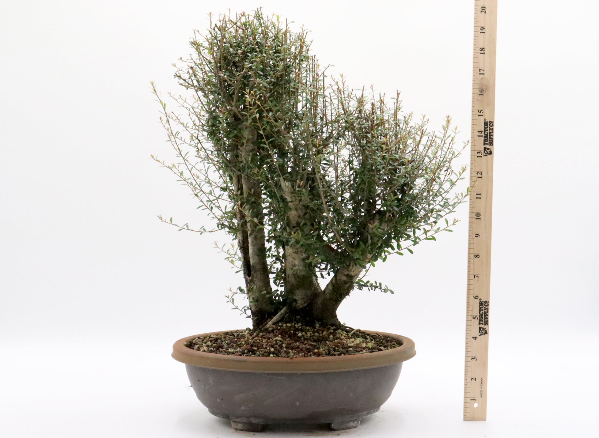 Neea Buxifolia Pre-Bonsai in a Training Container