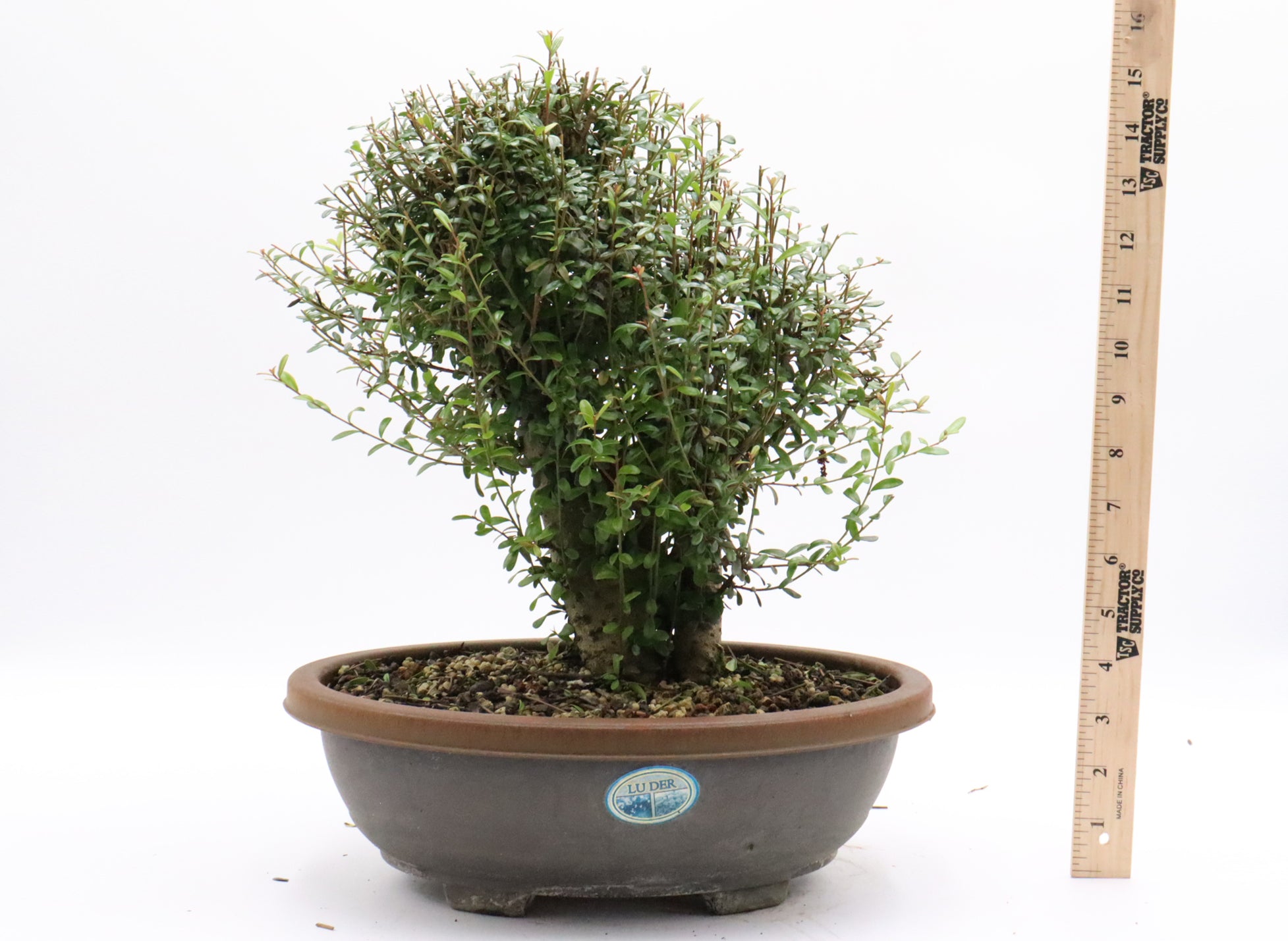 Neea Buxifolia Pre-Bonsai in a Training Container | Schley's Bonsai