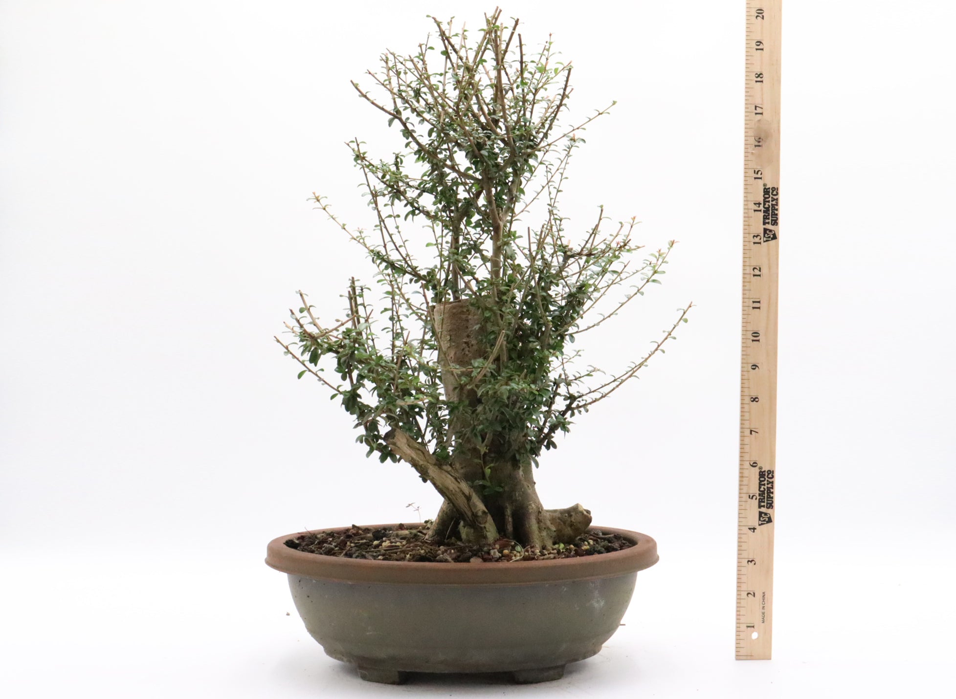 Neea Buxifolia Pre-Bonsai in a Training Container