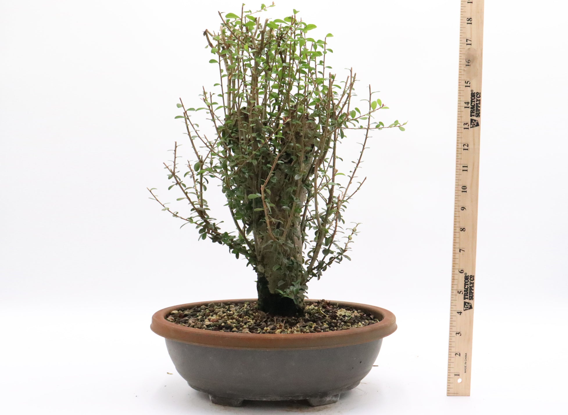 Neea Buxifolia Pre-Bonsai in a Training Container