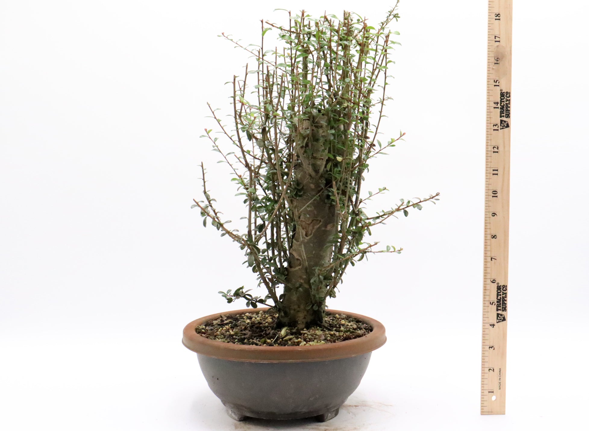 Neea Buxifolia Pre-Bonsai in a Training Container | Schley's Bonsai