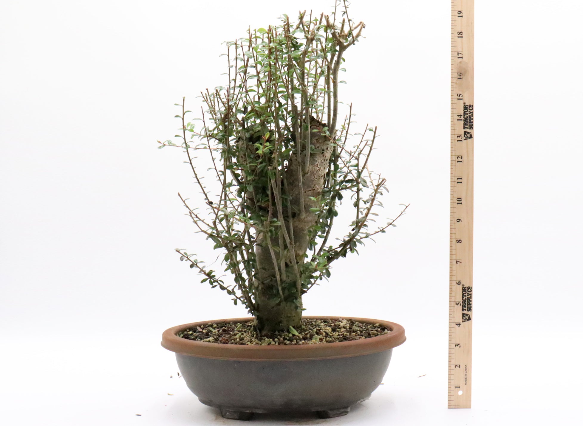 Neea Buxifolia Pre-Bonsai in a Training Container | Schley's Bonsai