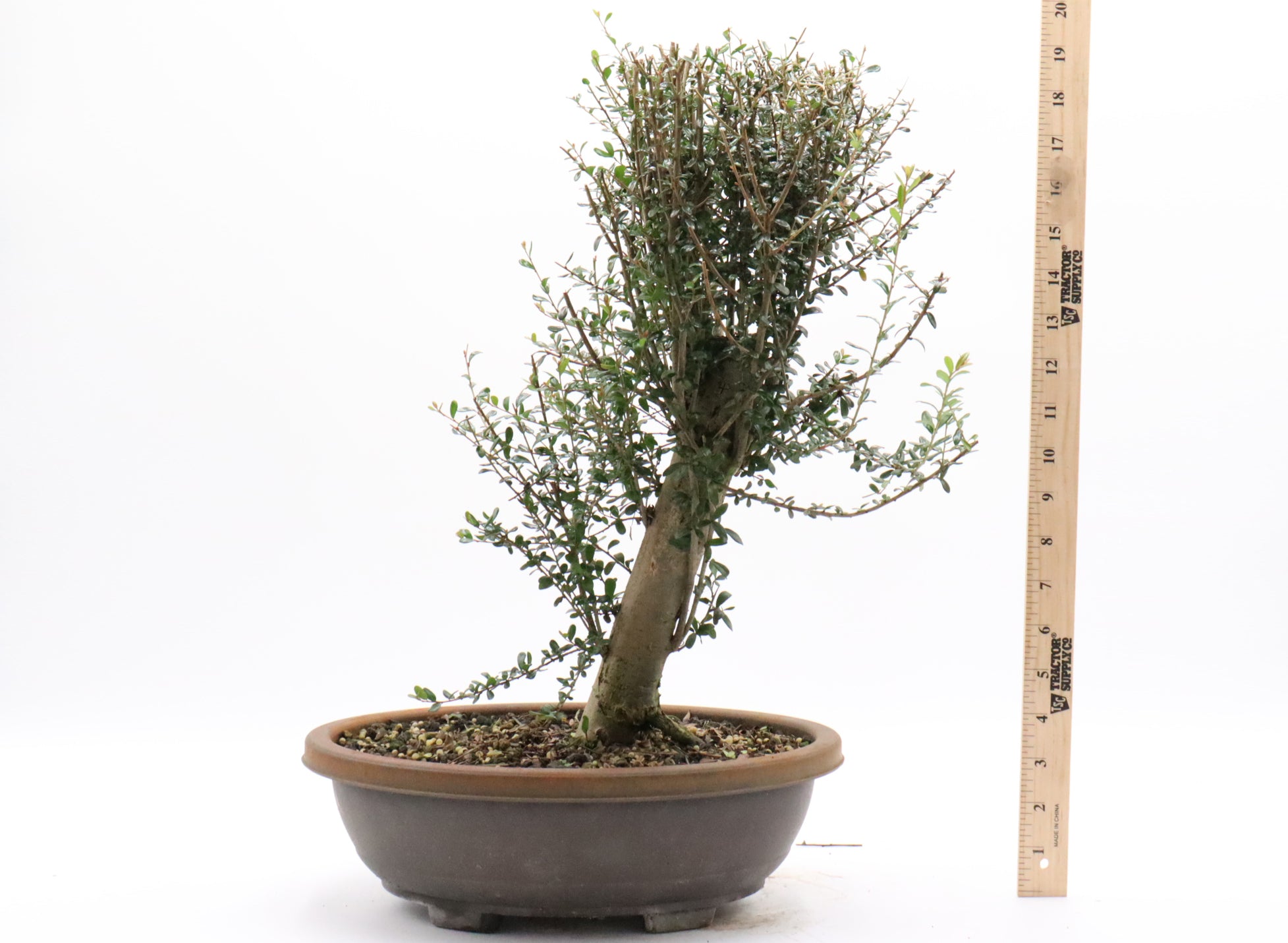 Neea Buxifolia Pre-Bonsai in a Training Container