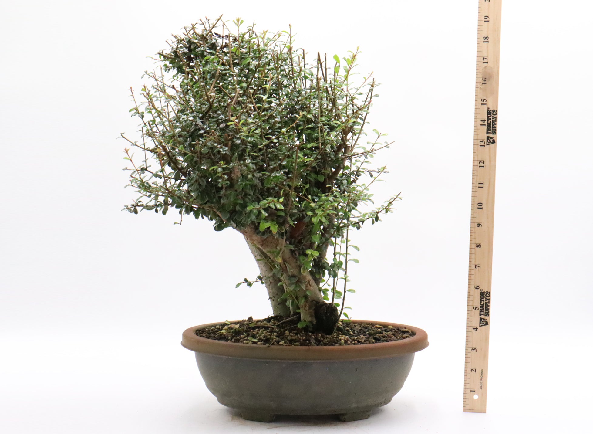 Neea Buxifolia Pre-Bonsai in a Training Container