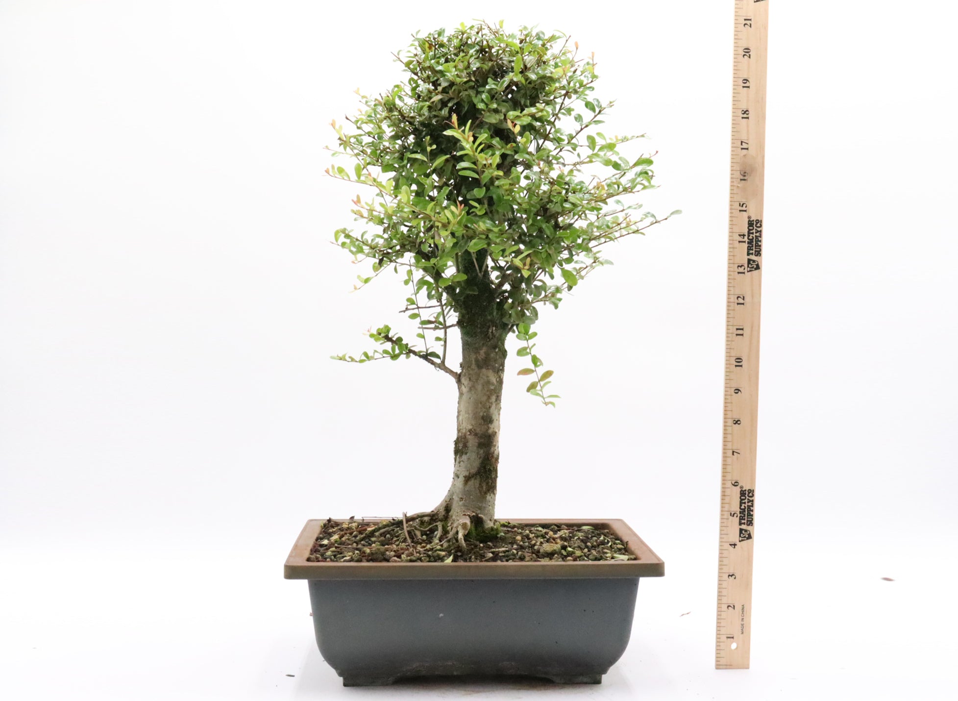 Neea Buxifolia Pre-Bonsai in a Training Container