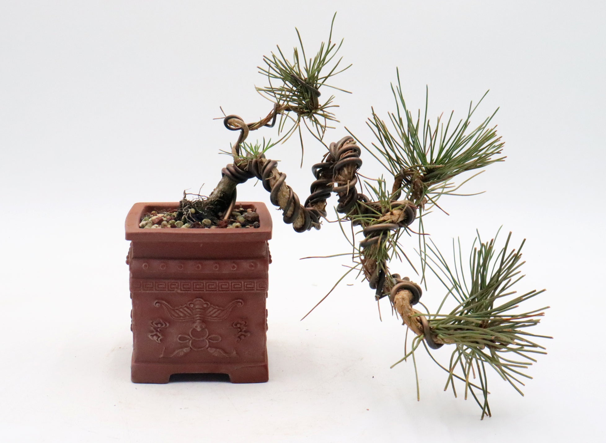 Wired Japanese Black Pine in a Quality Yixing Container