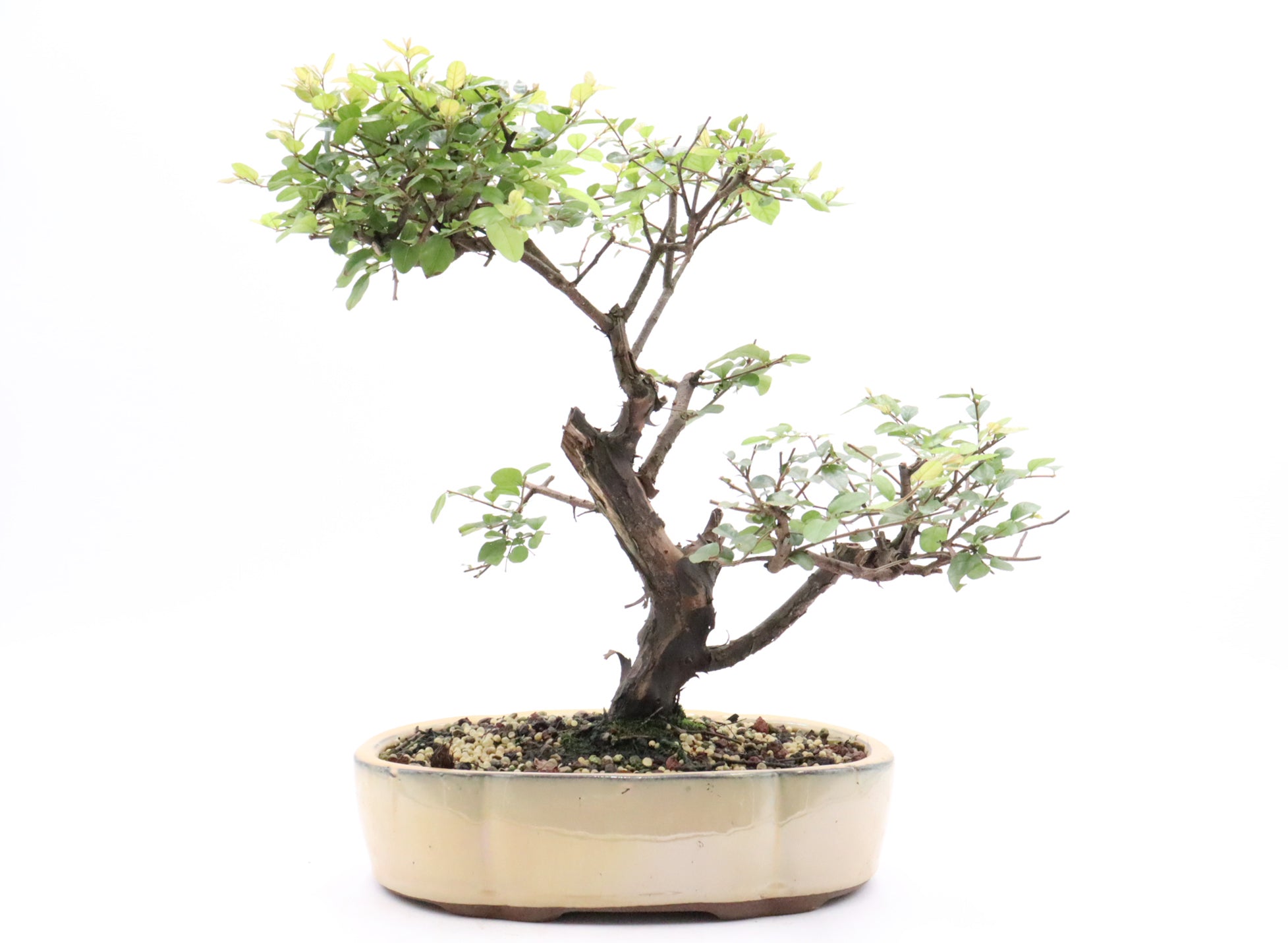 Sweet Plum (Sageretia theezans) in bonsai soil