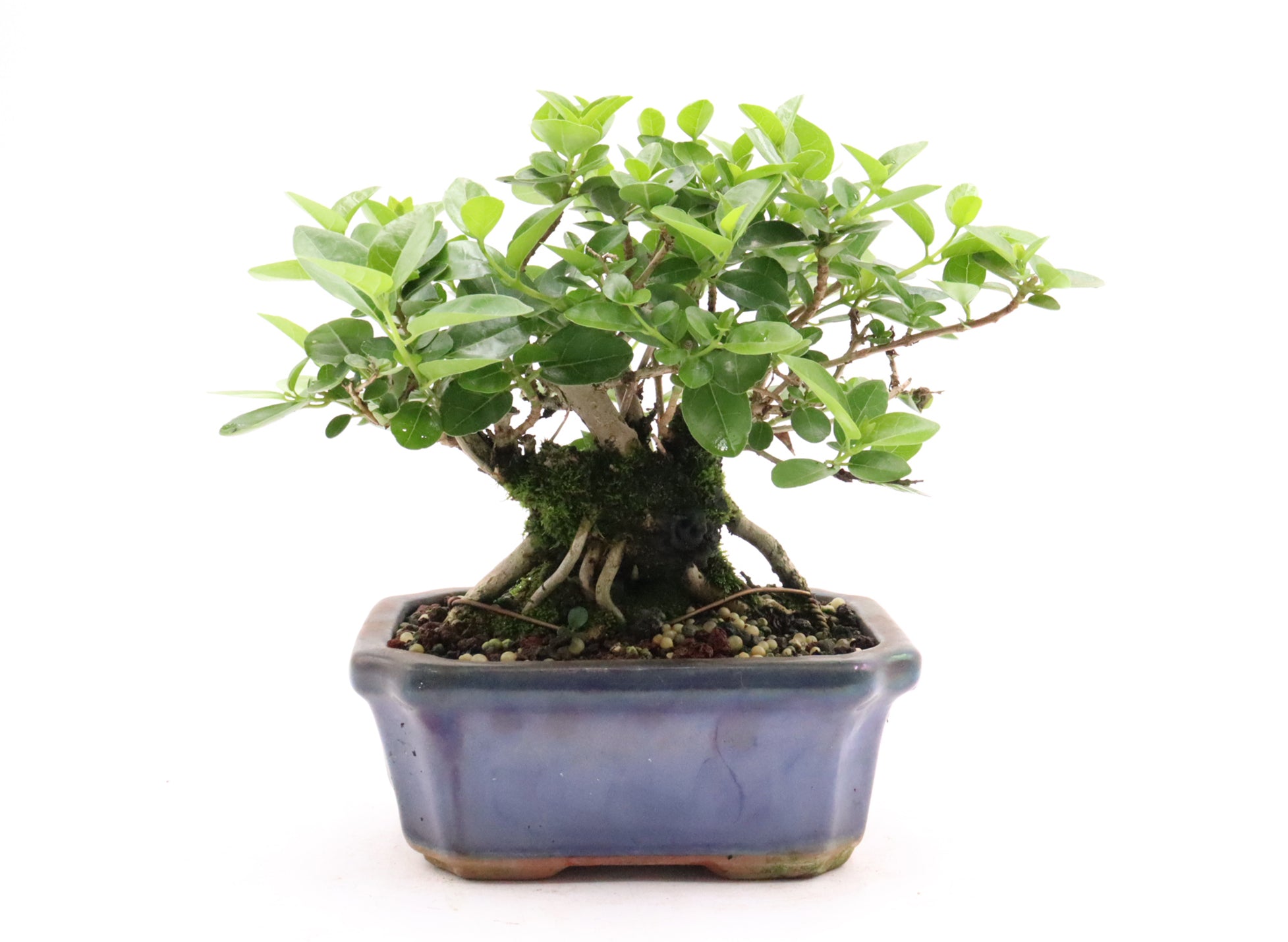 Premna Microphylla in bonsai soil