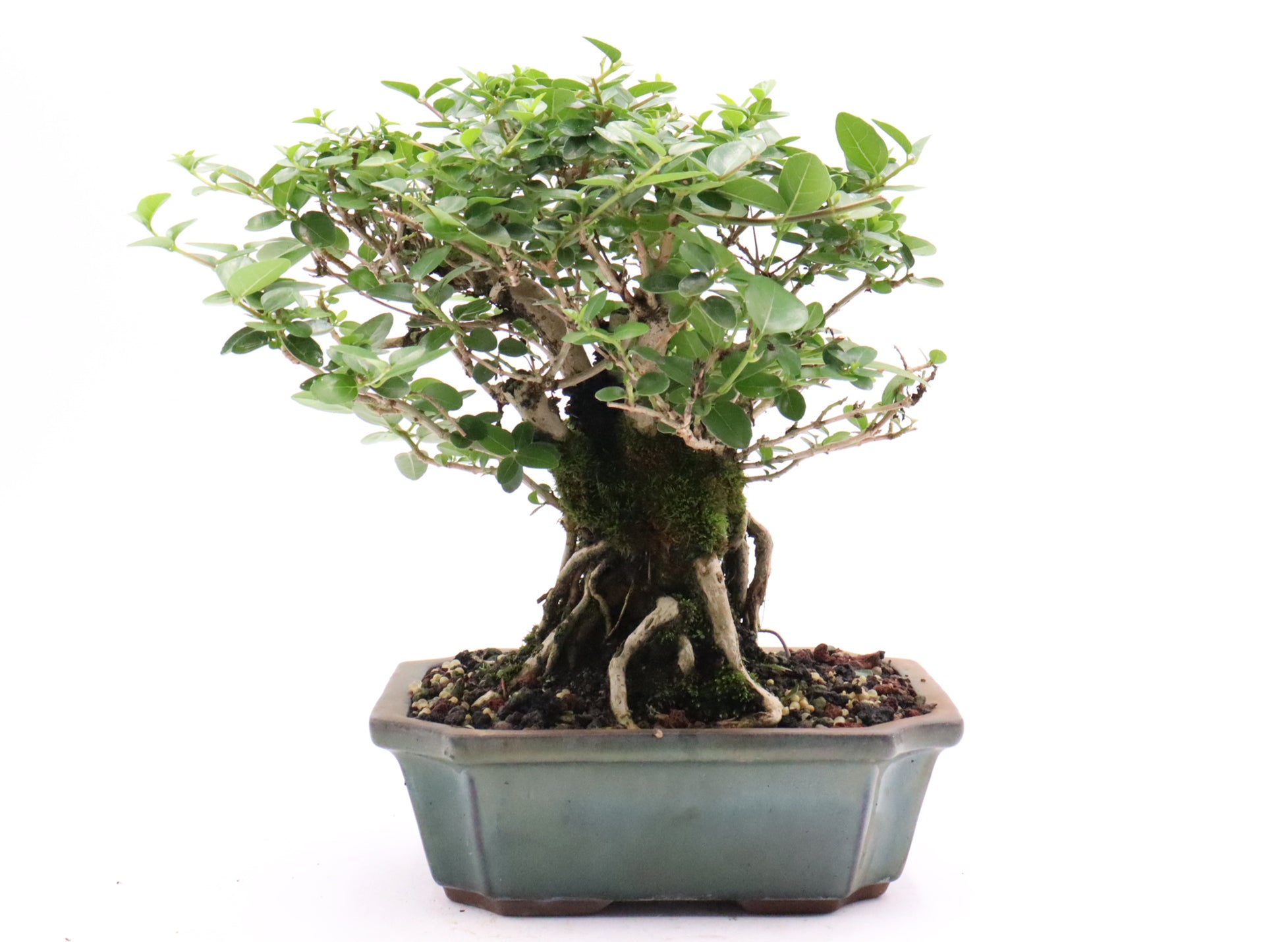 Premna Microphylla in bonsai soil