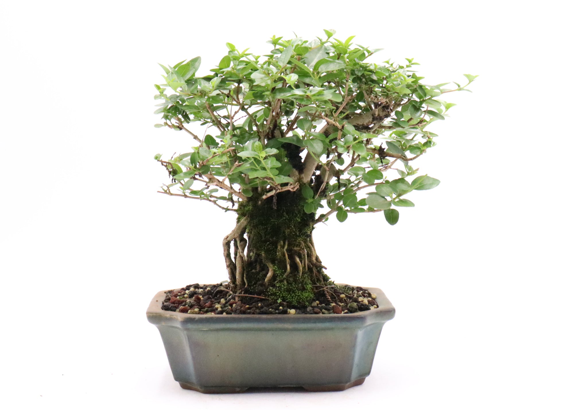 Quality Bonsai Trees - Bonsai Tree Care