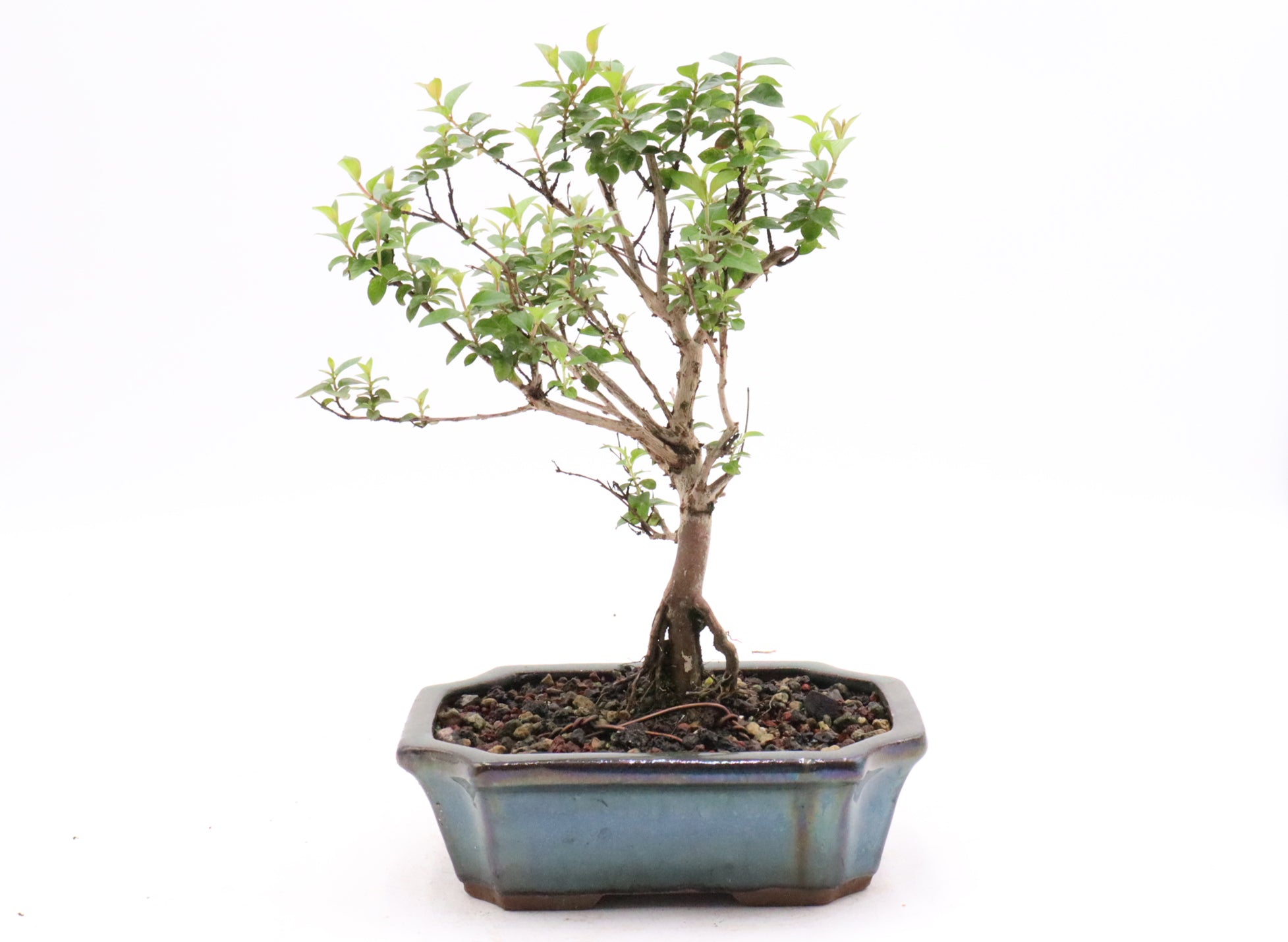 Dwarf Crepe Myrtle in bonsai soil