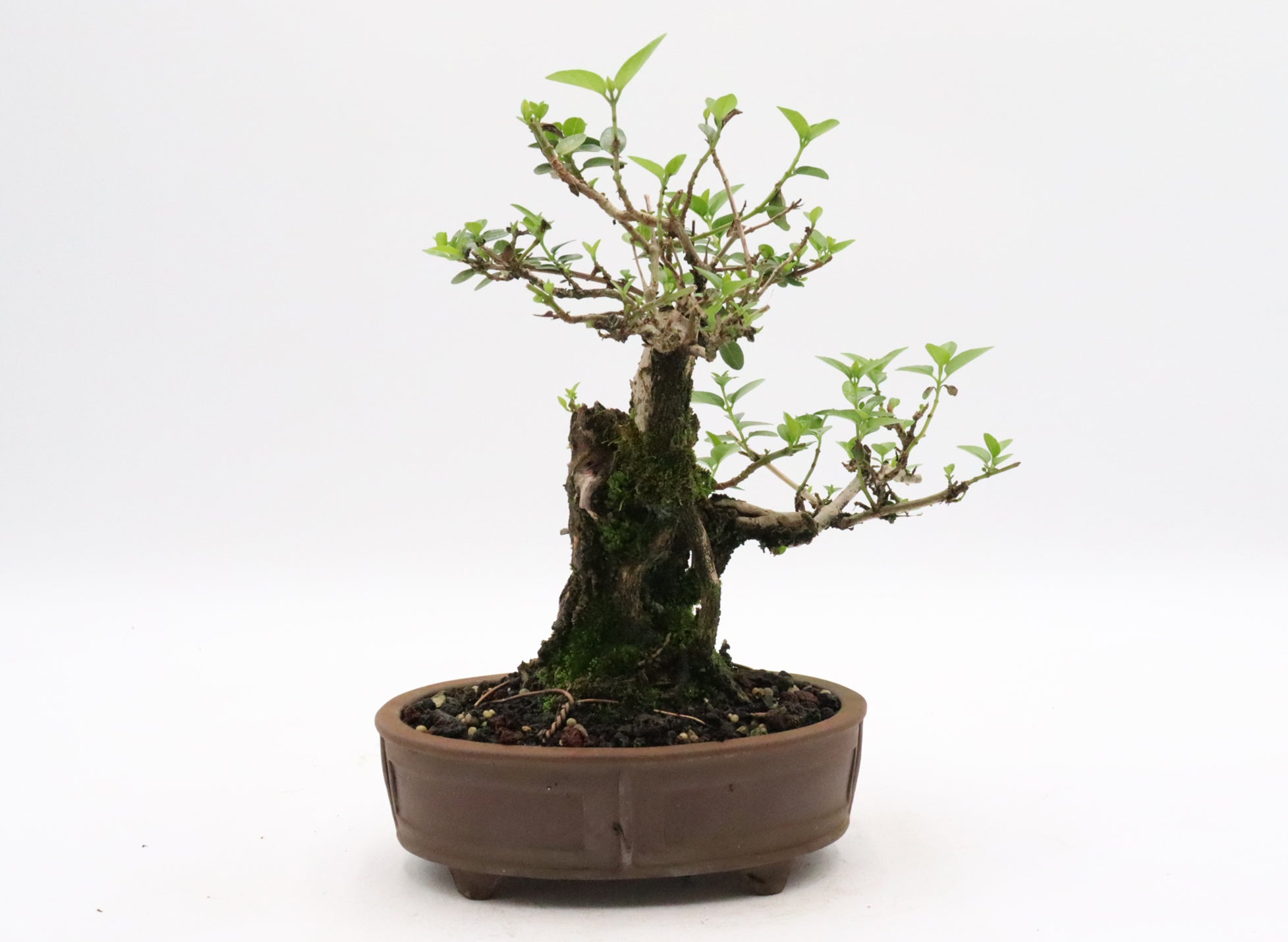 Premna Microphylla in bonsai soil in an unglazed Pot