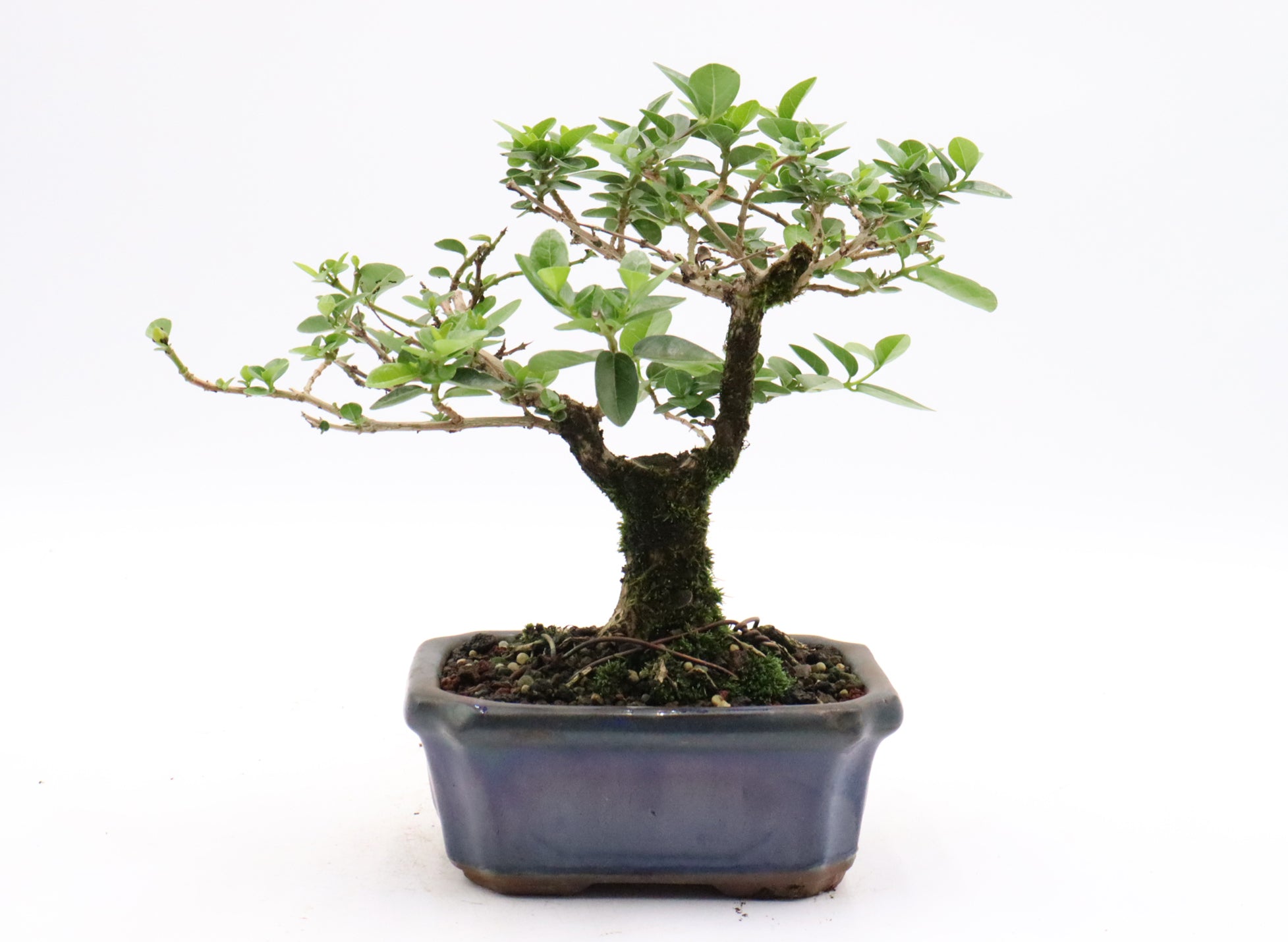 Premna Microphylla in bonsai soil