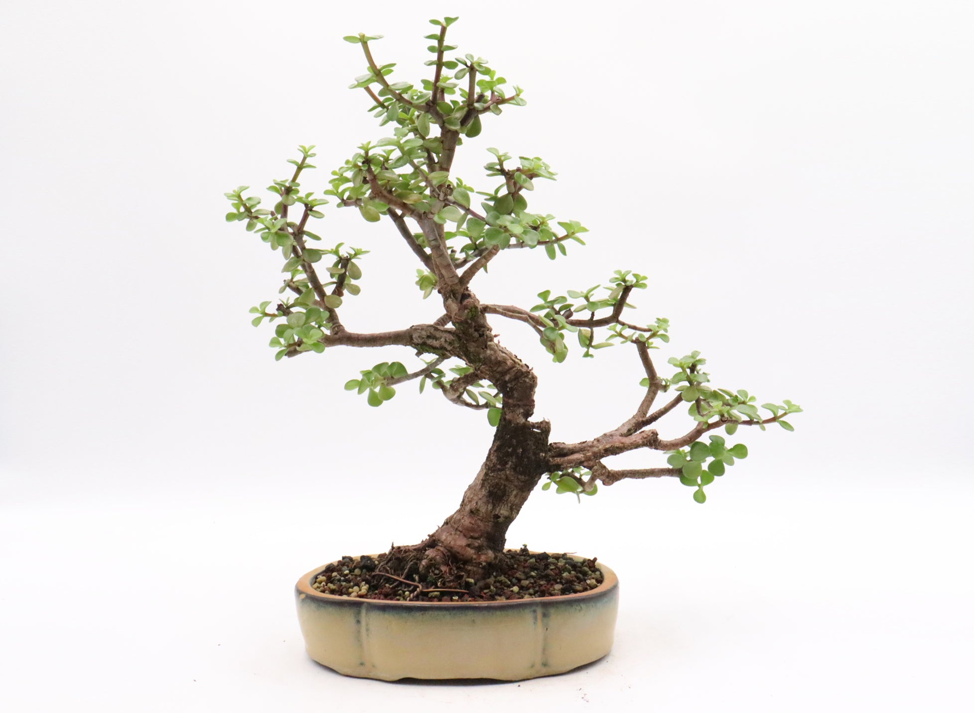 Mini Jade (Portulacaria afra) in bonsai soil