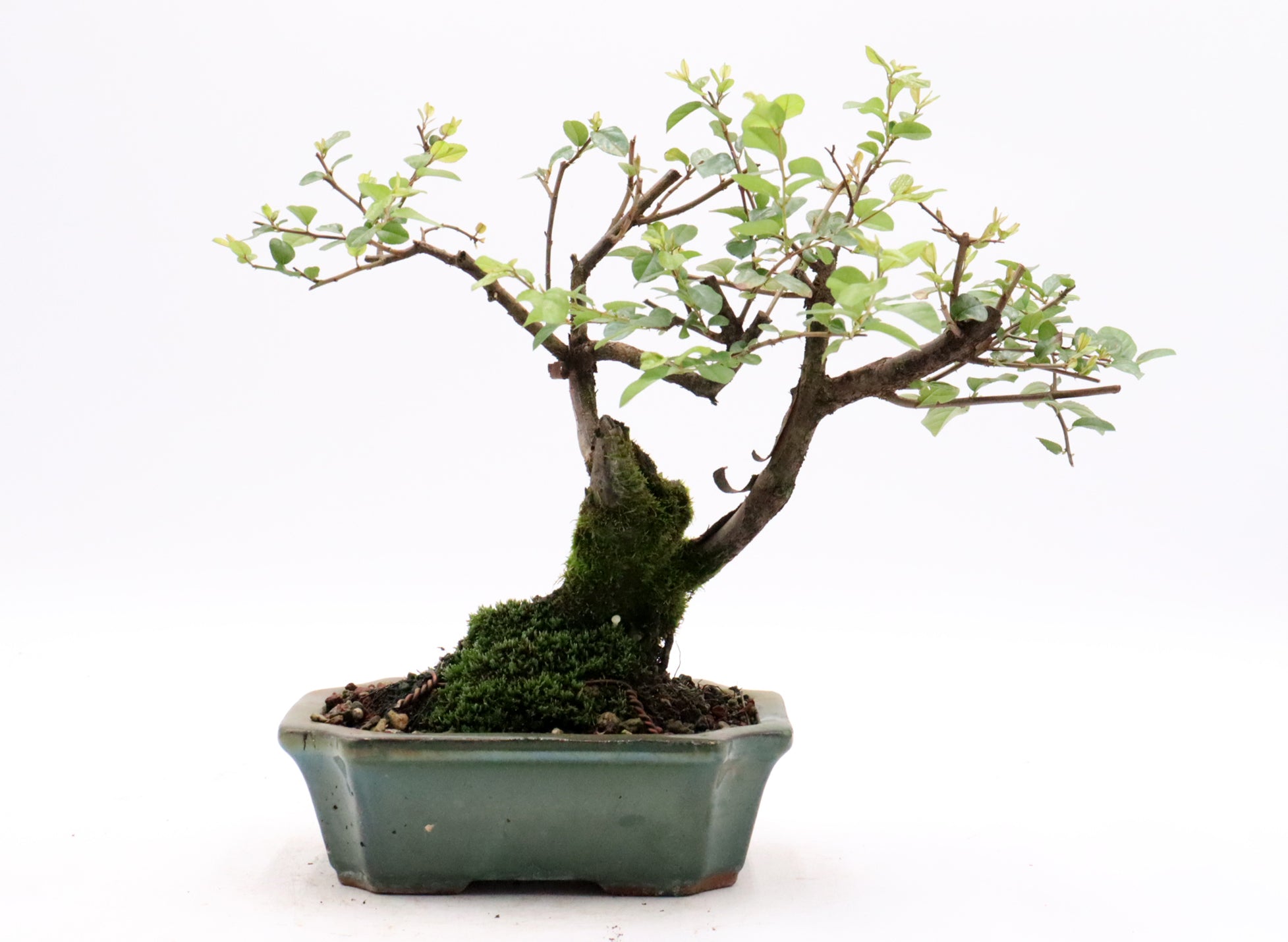 Sweet Plum in bonsai soil (with deadwood)