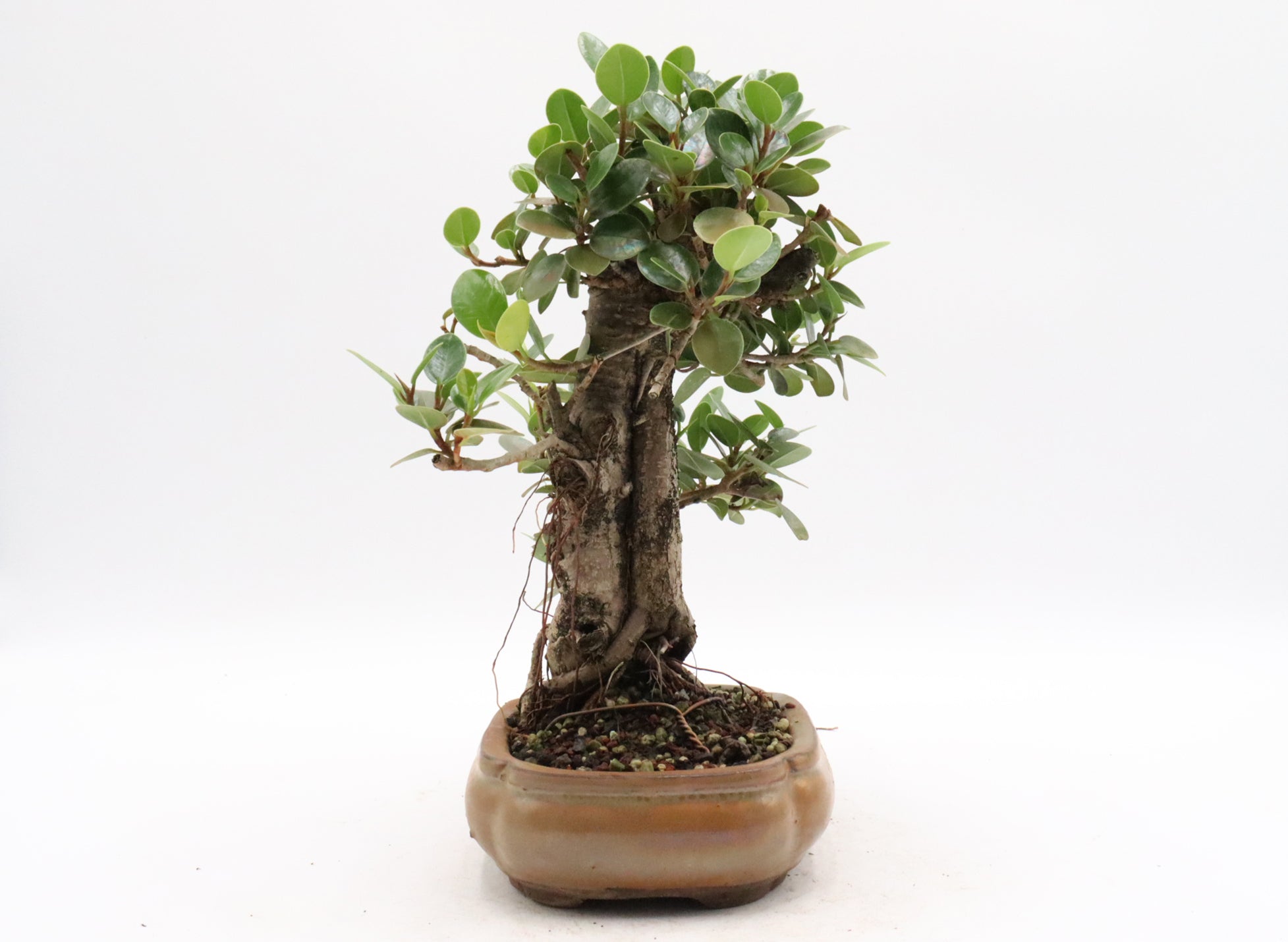 Green Island Ficus in bonsai soil | Schley's Bonsai