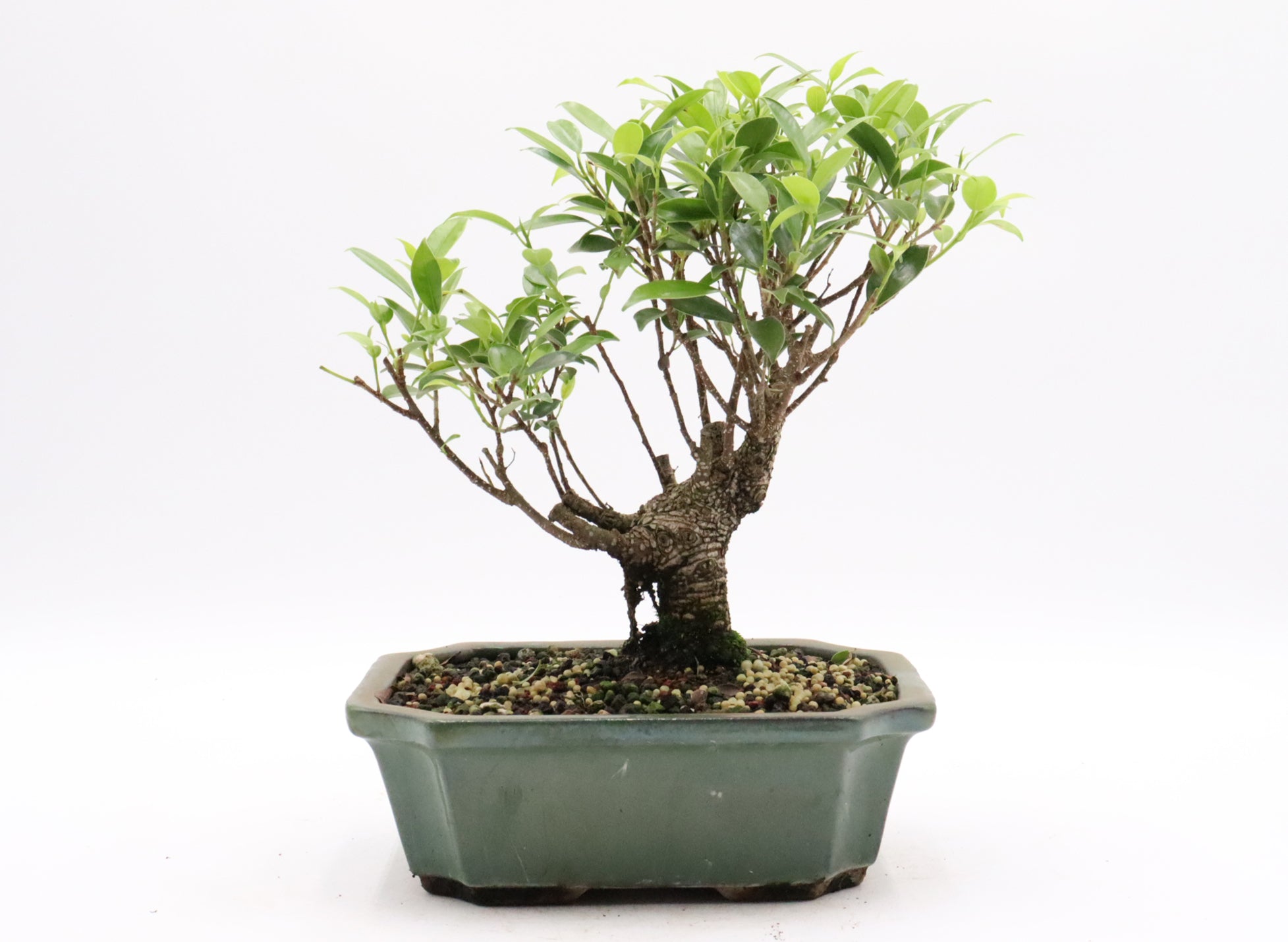 Tiger Bark Ficus in bonsai soil