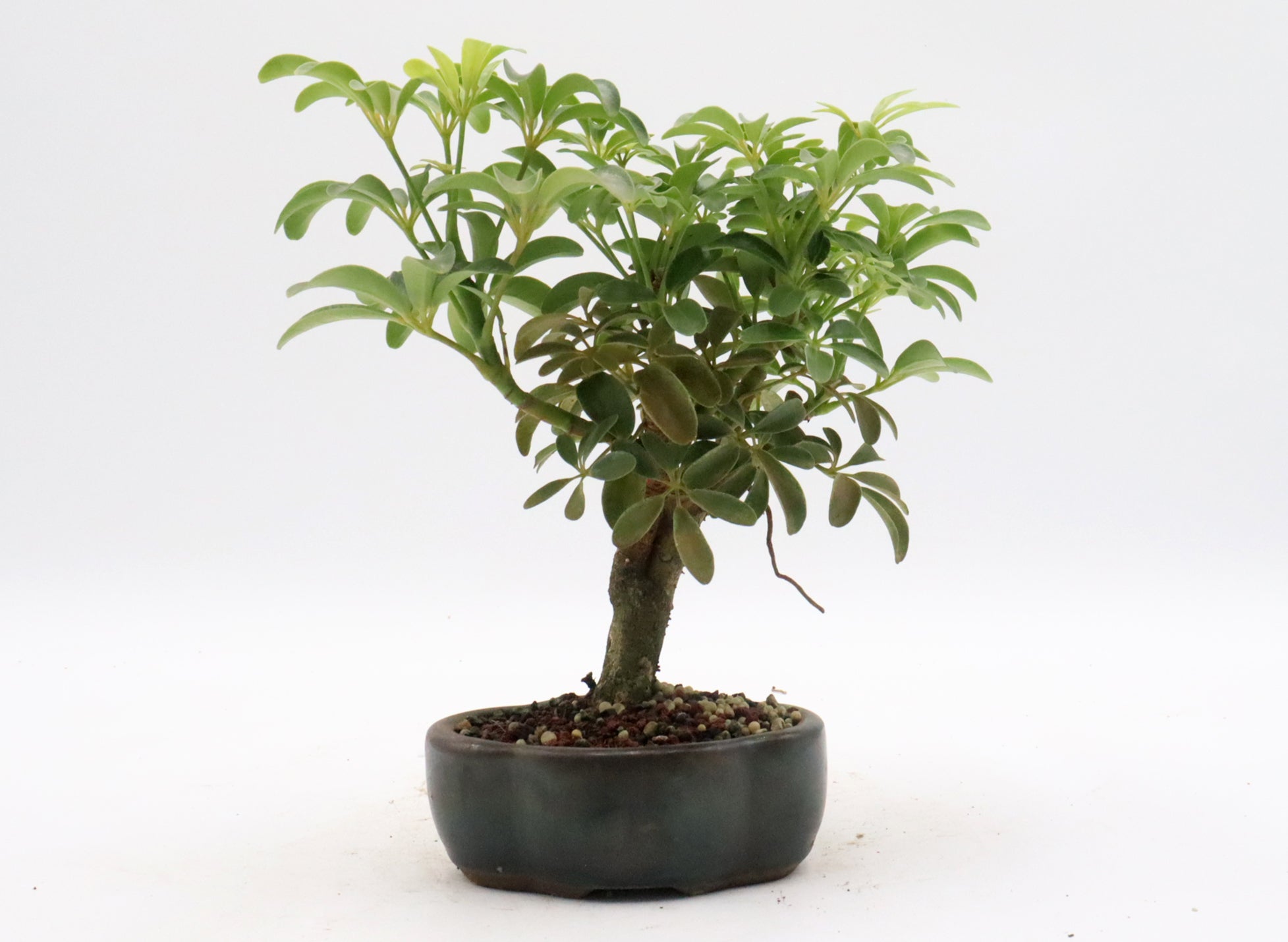 Schefflera arboricola in bonsai soil in a Chinese container