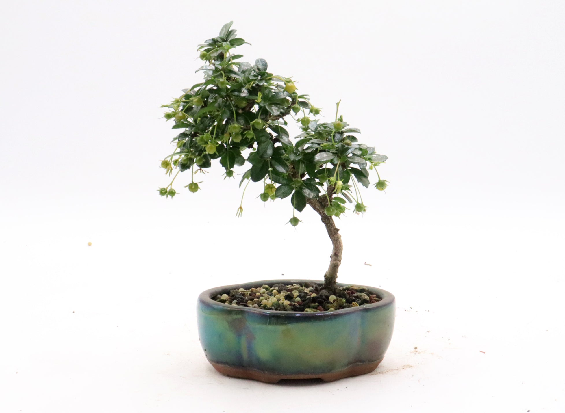 Little Leaf Fukien Tea in a Chinese Container, in Bonsai Soil