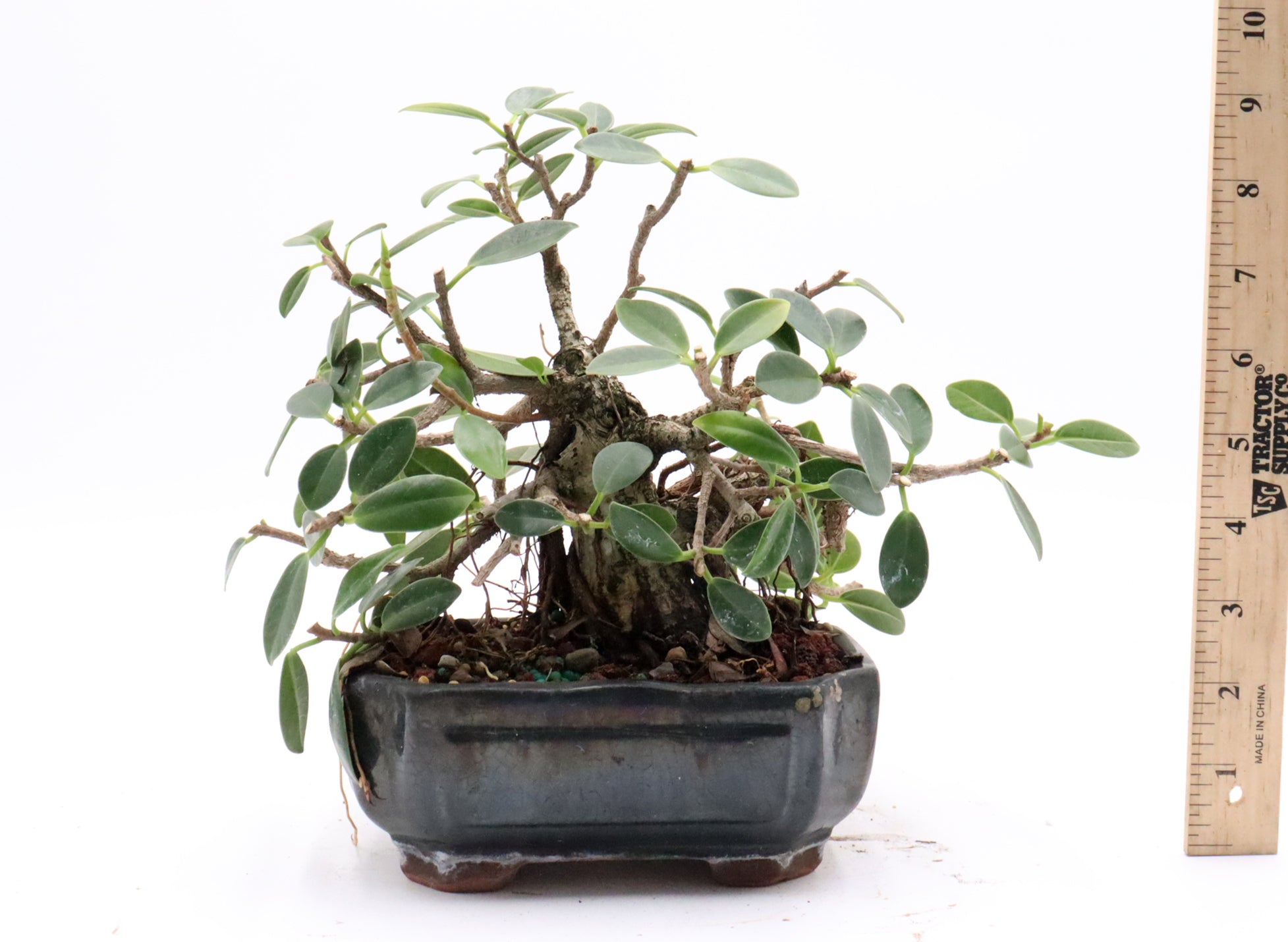 Green Mound Ficus in a Glazed Pot