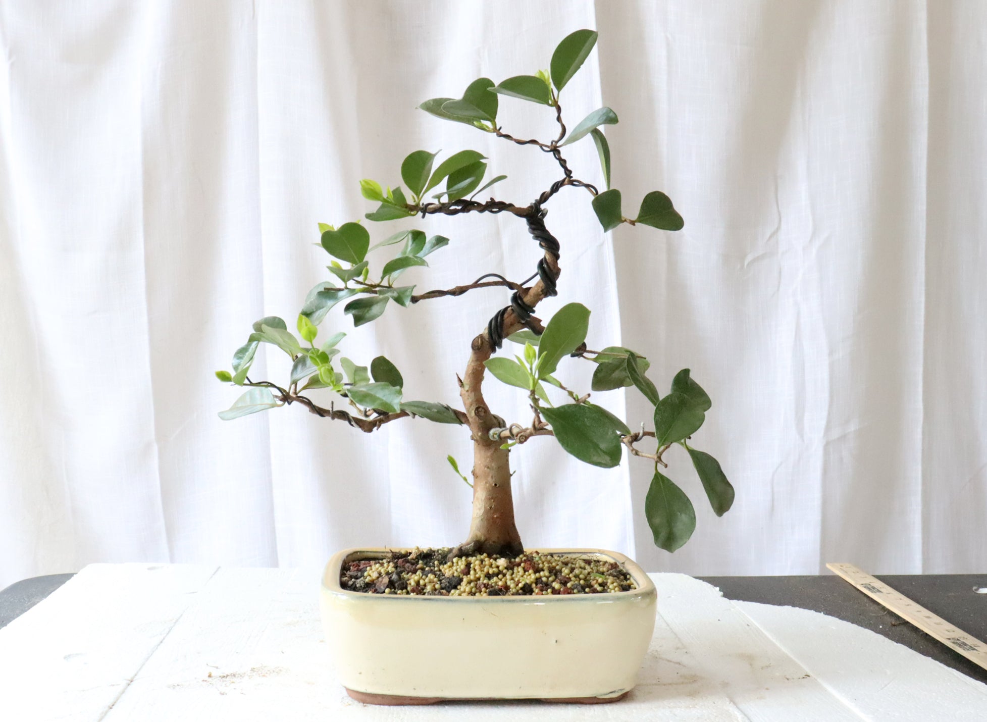 Strawberry Guava in a Chinese Bonsai Pot