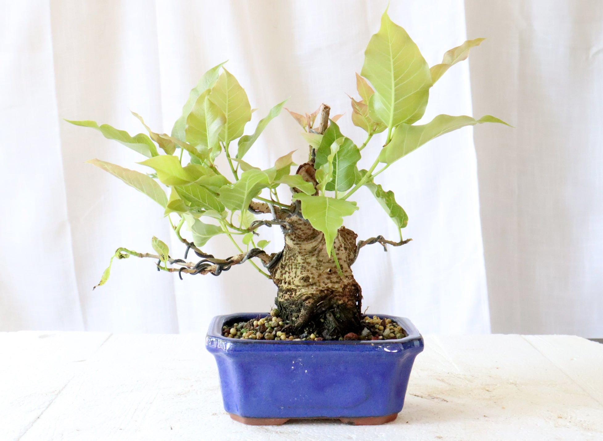 Red-Leaved Ficus (Ficus ingens) in a Chinese Container