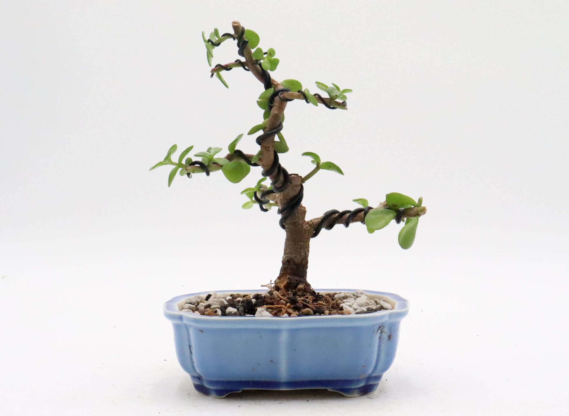 Wired Mini Jade Bonsai in a Yixing Container