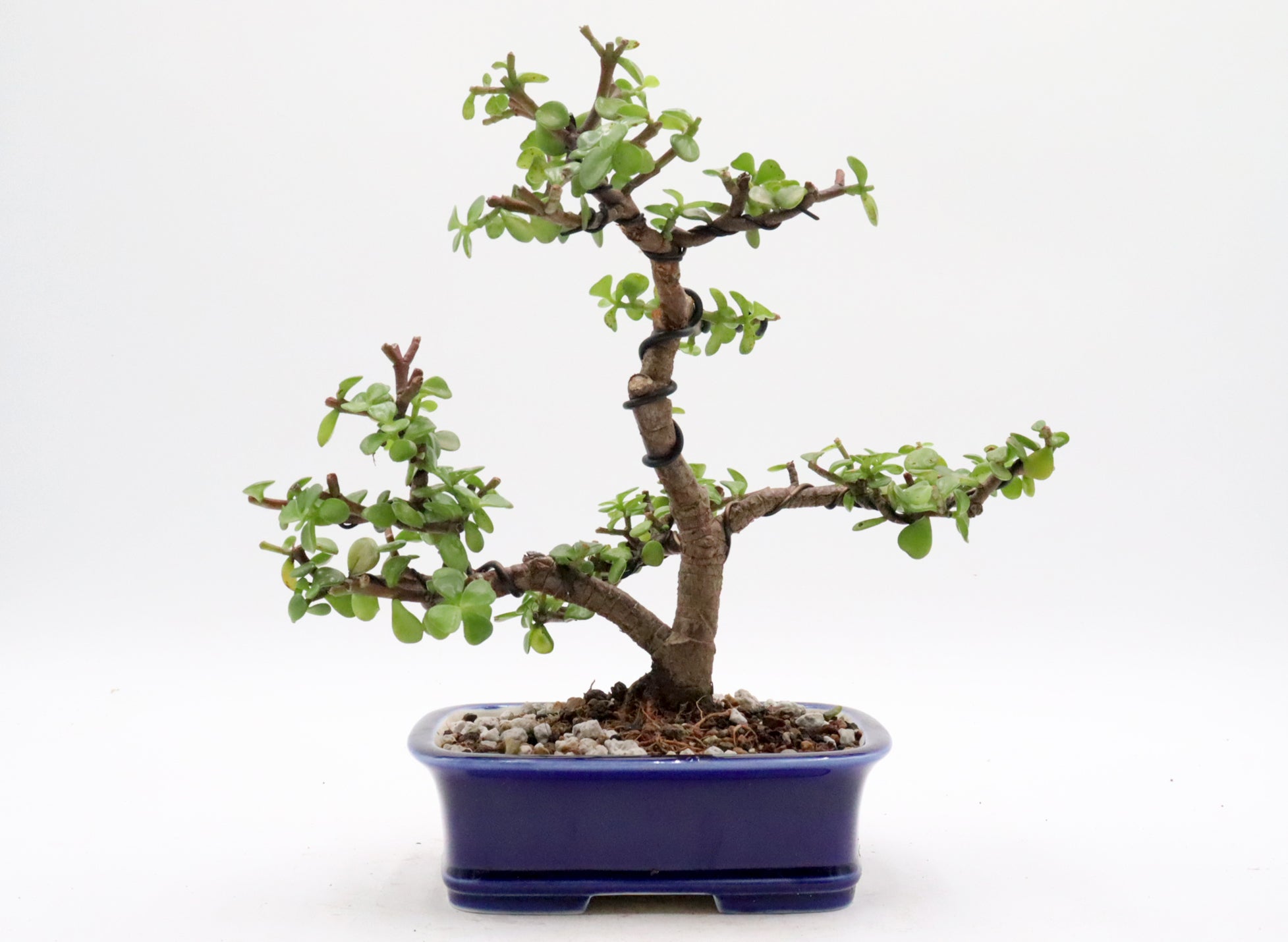 Wired Mini Jade Bonsai in a Yixing Container