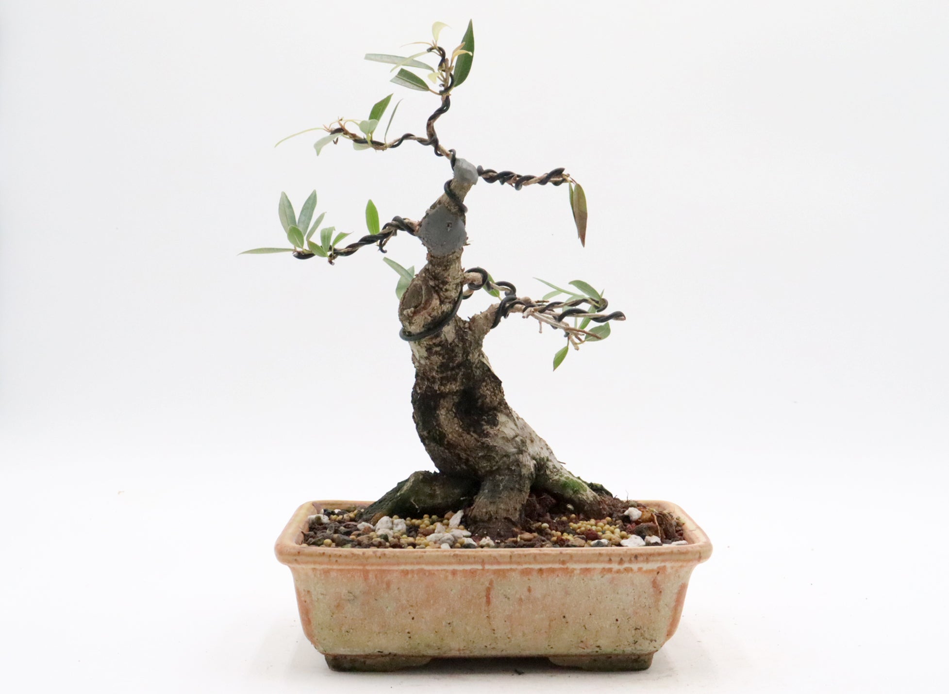 Willow Leaf Ficus in a Jepson Pot