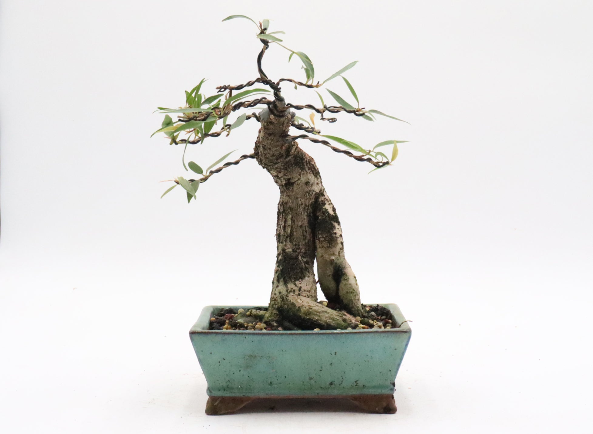 Willow leaf Ficus in a Korean Pot