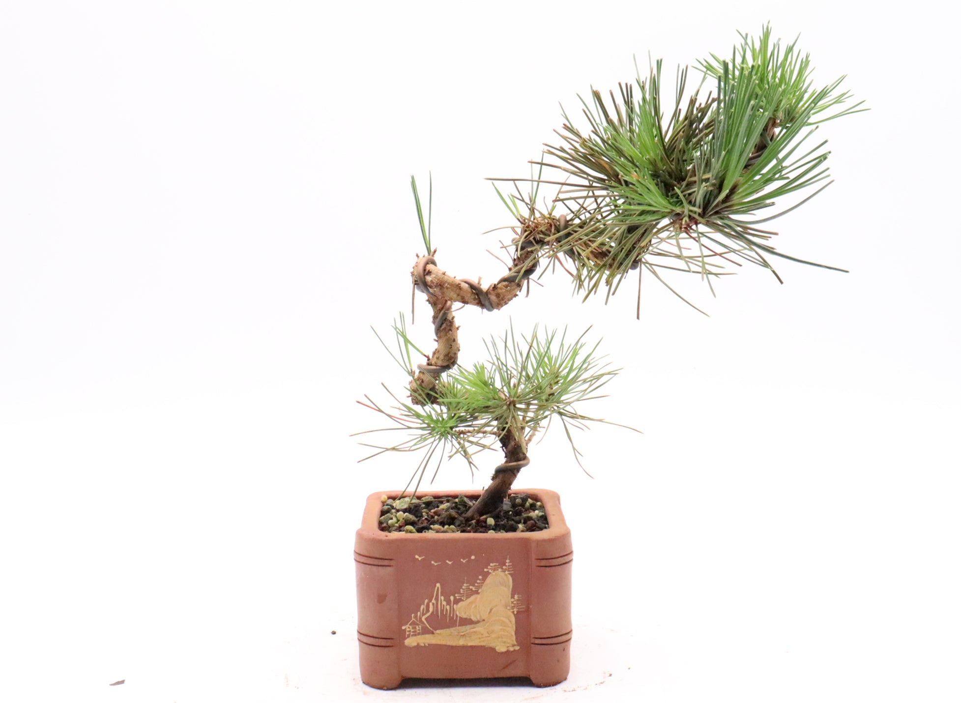 Japanese Black Pine in an Exhibition Quality Yixing Container