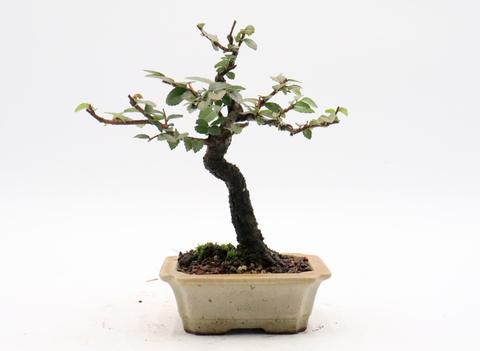 Shohin Chinese Elm in a Glazed Pot