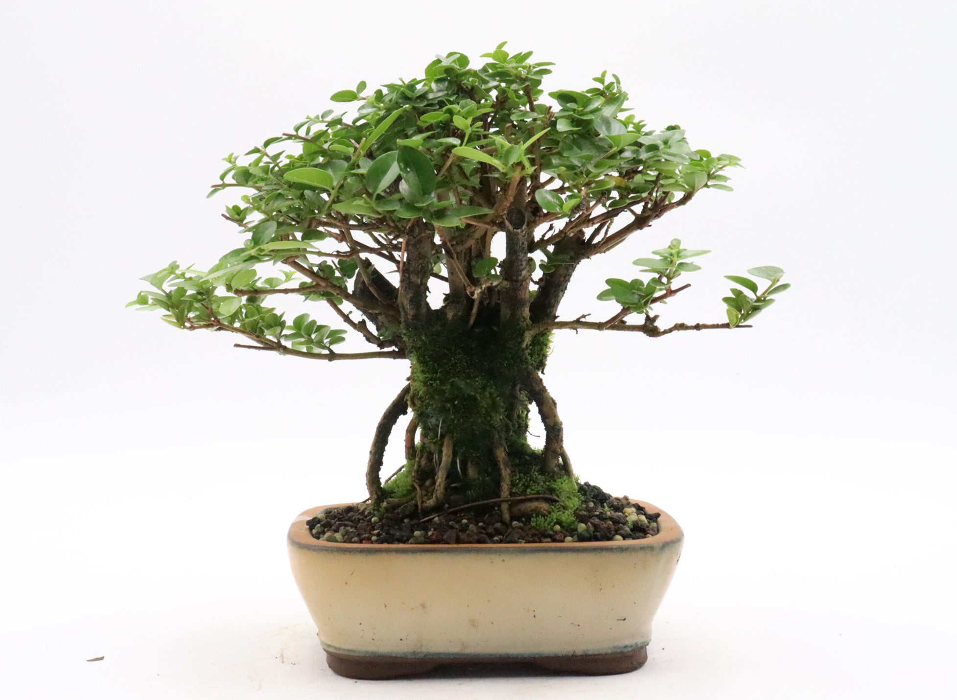 Premna Bonsai Trees