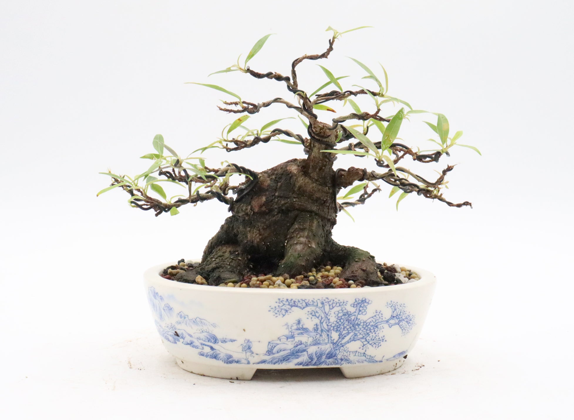 Willow Leaf Ficus in a Quality Transferware Container