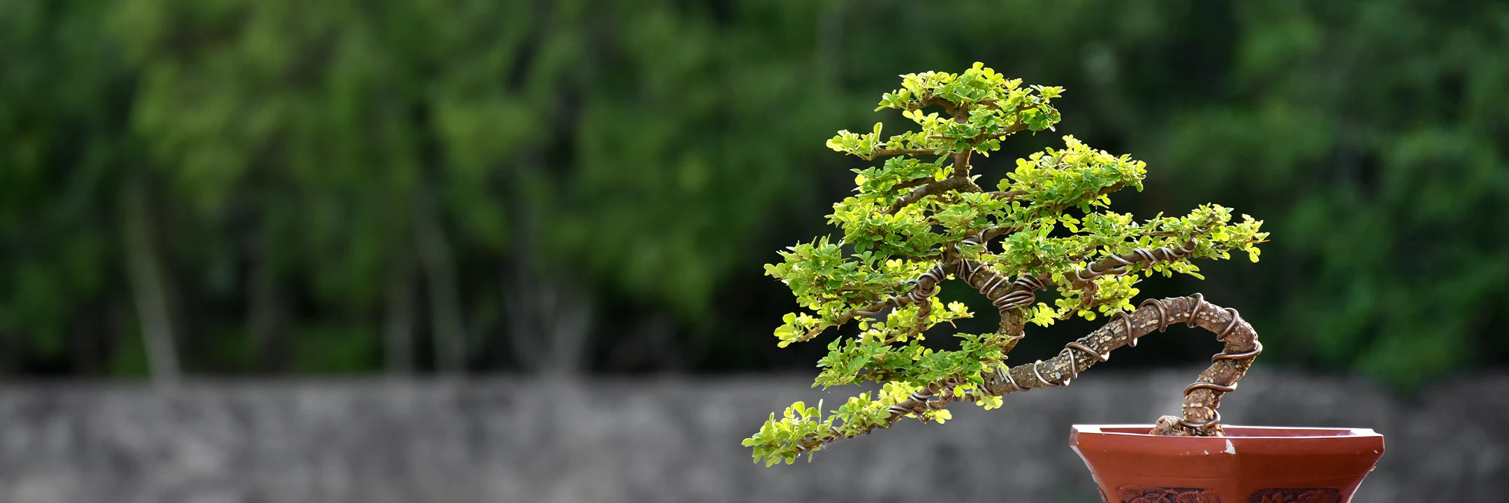Quality Bonsai Trees - Bonsai Tree Care