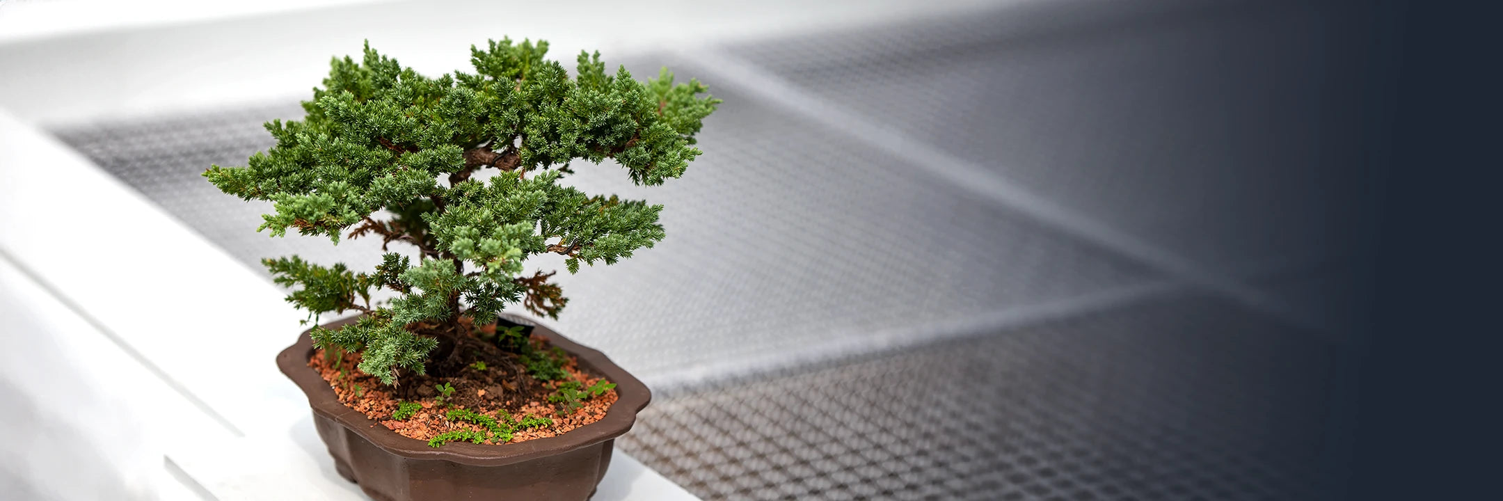 盆栽 jolly Japanese Five Needle Pine - ST2318FNP-M - Brussel's Bonsai