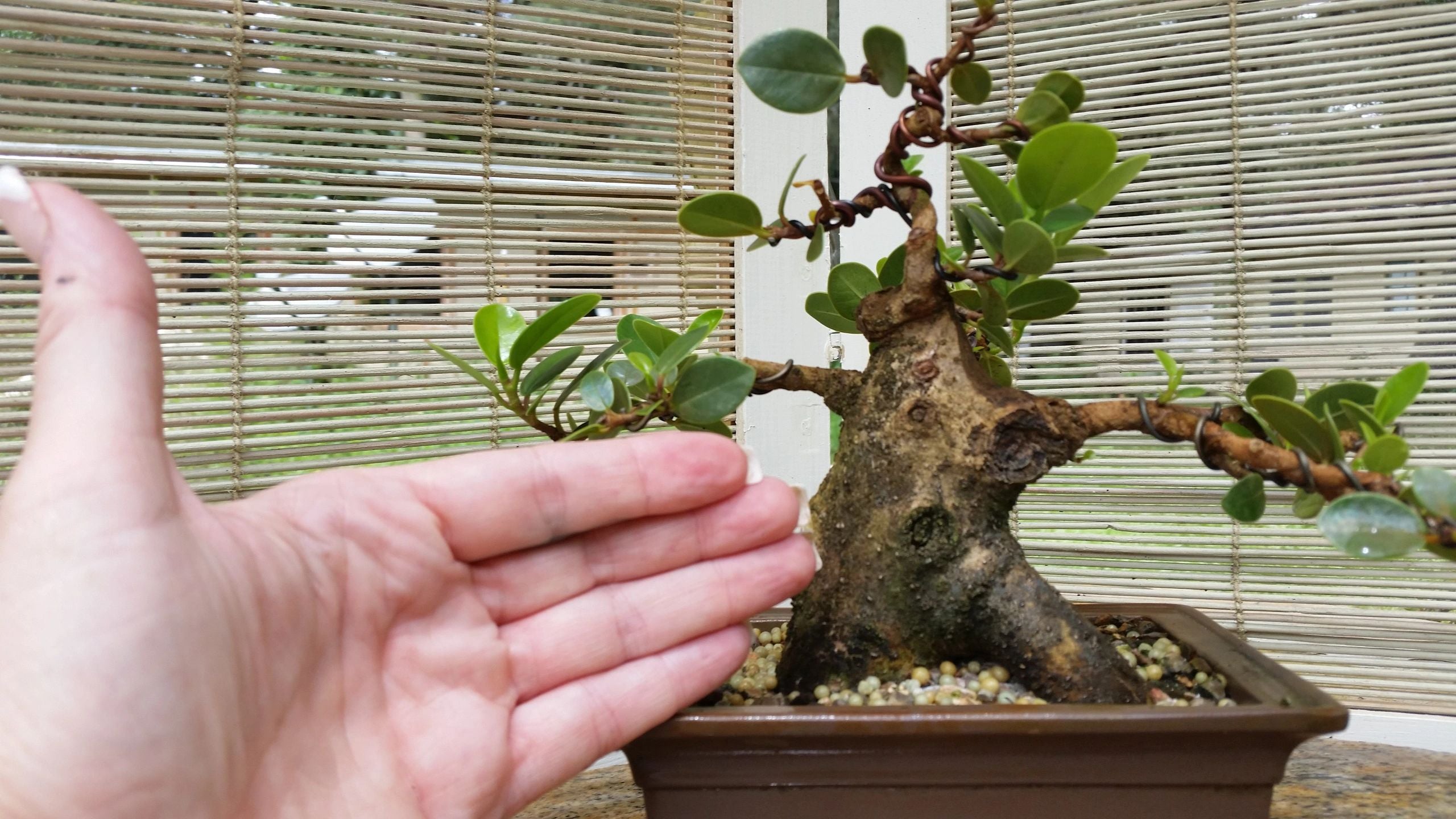 bonsai tree workshop 2026 Bring Your Own Tree Workshop