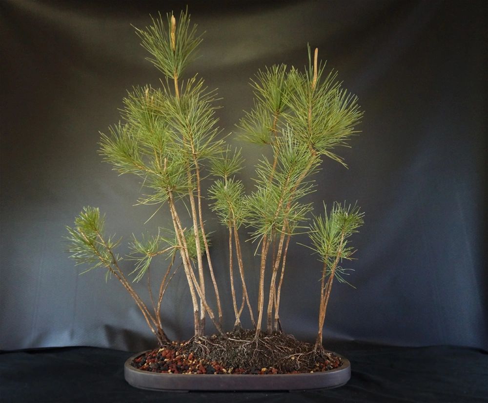 17 Black Pine Forest in a Chopped Yamaaki Pot