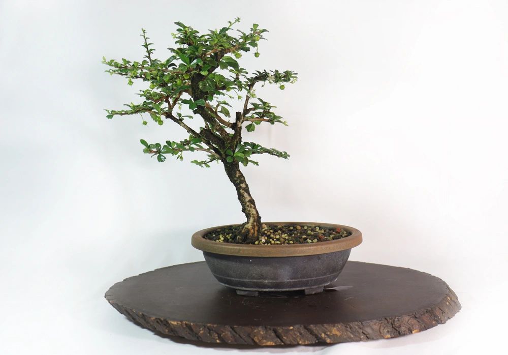 tea tree bonsai Assorted Fukien Tea Stock in Multiple size options