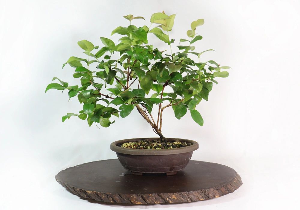 bonsai tree stock Assorted Surinam Cherry Stock in Seven Inch Trainers
