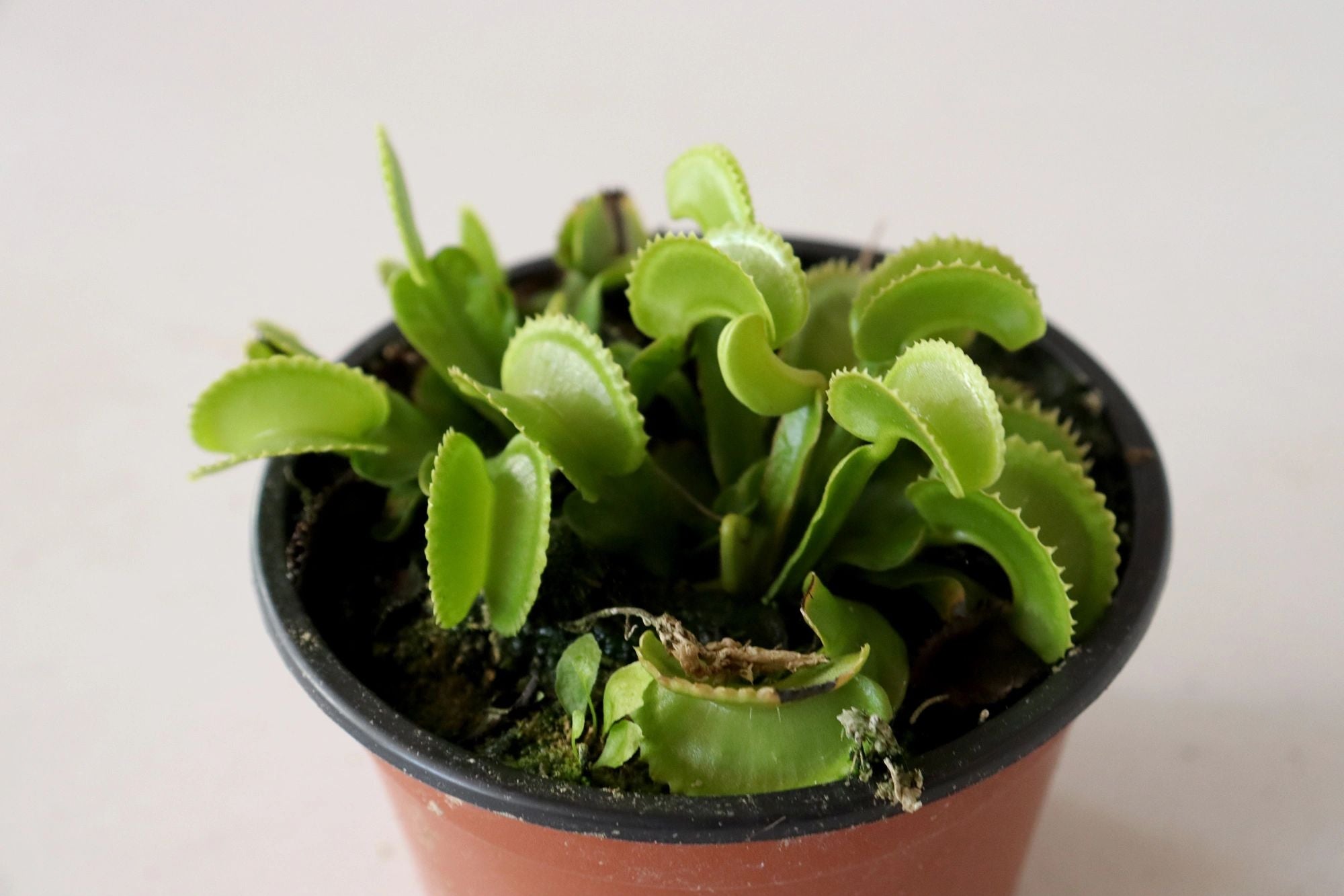 Venus Flytrap (Dionaea muscipula) 'Dente' in Four Inch Plastic Pots