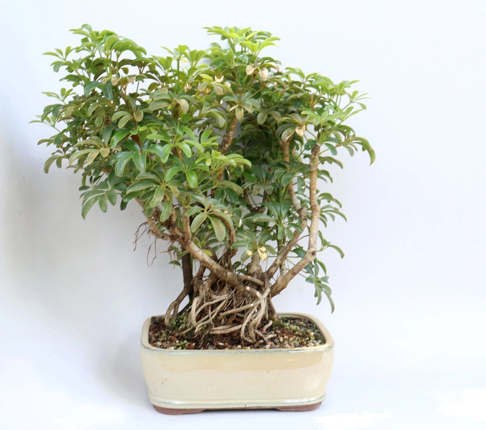 Schefflera arboricola in a 11 inch pot