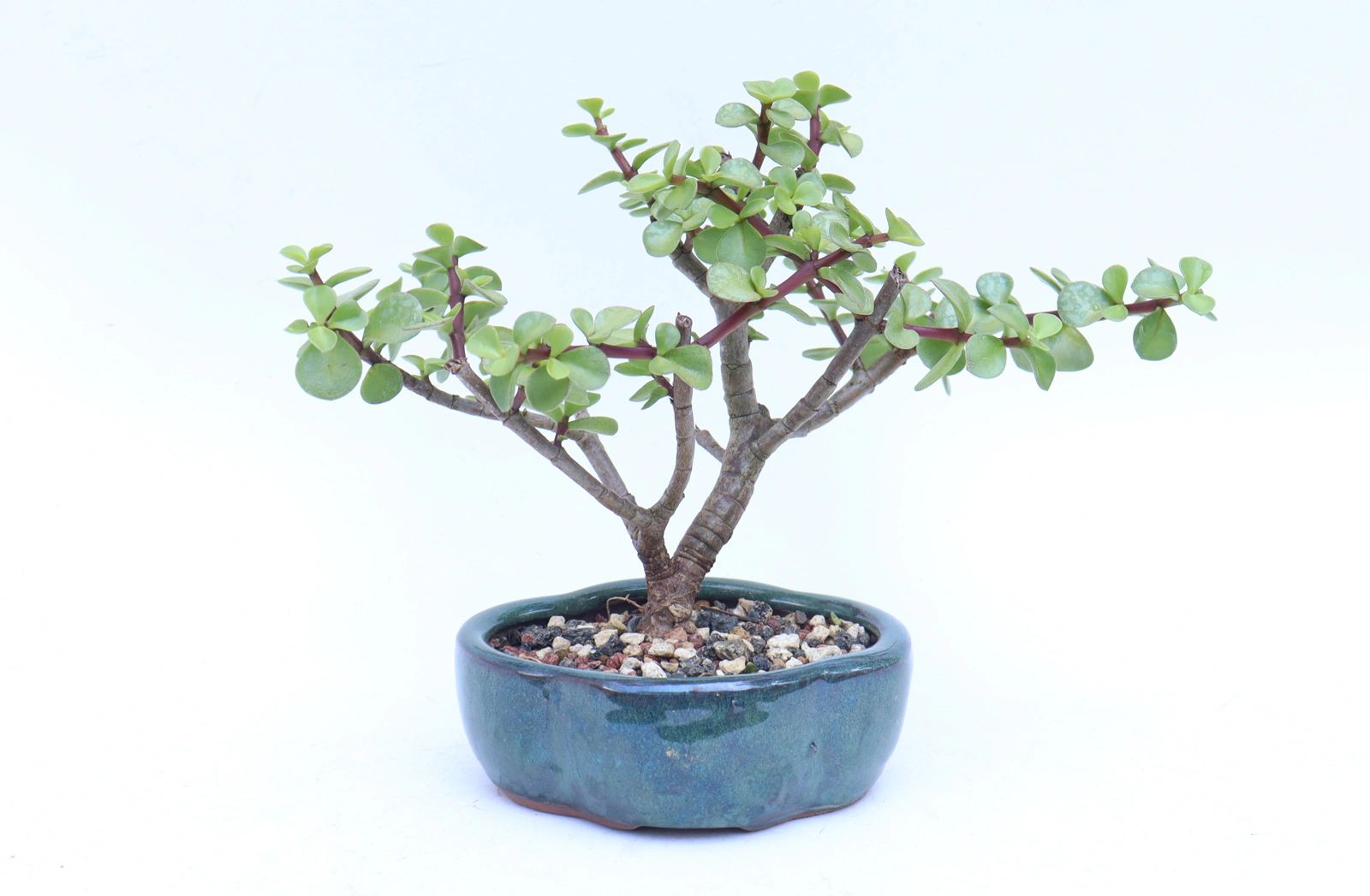 Jade Bonsai Trees