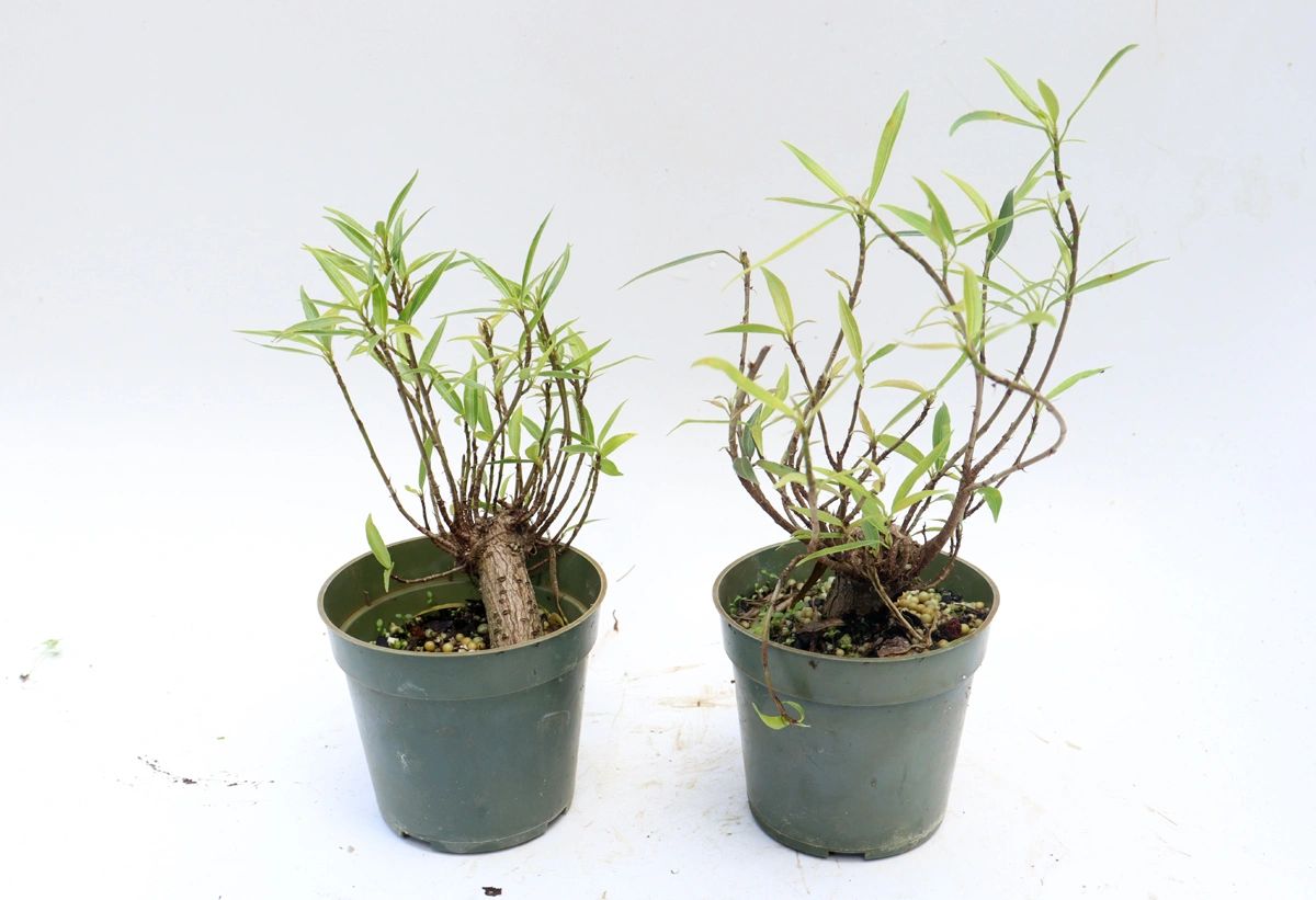 Assorted Willow Leaf Ficus Cuttings