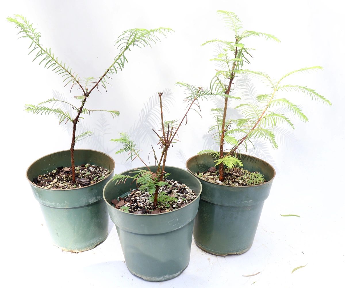 Assorted Dawn Redwood Cuttings in Six Inch Plastic Pots